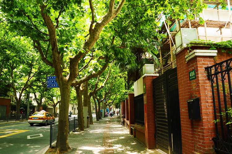 道路景觀——觀桿植物