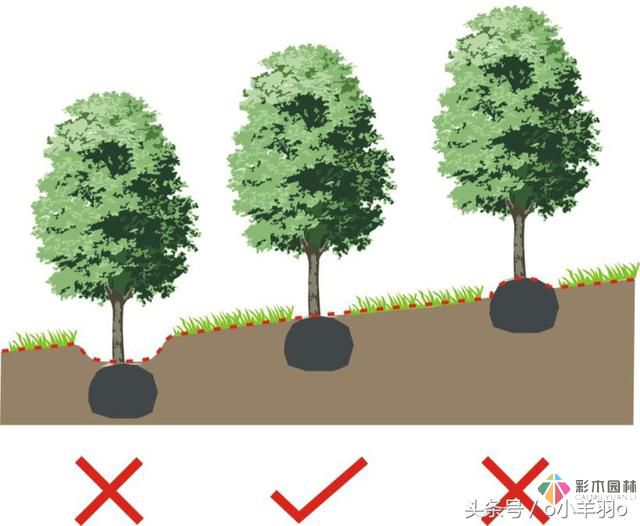 園林景觀工程之亞喬木及灌木種植技術及要點