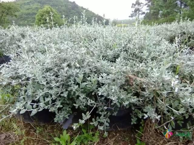 重慶72種常見(jiàn)私家花園綠化植物有哪些？