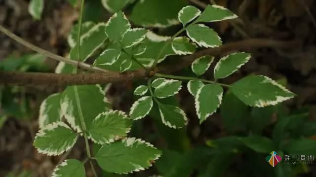 重慶72種常見(jiàn)私家花園綠化植物有哪些？