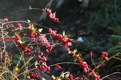 重慶72種常見(jiàn)私家花園綠化植物有哪些？