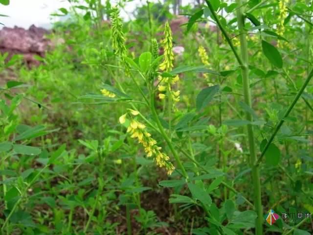 重慶72種常見(jiàn)私家花園綠化植物有哪些？