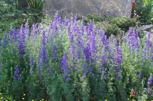 重慶72種常見(jiàn)私家花園綠化植物有哪些？