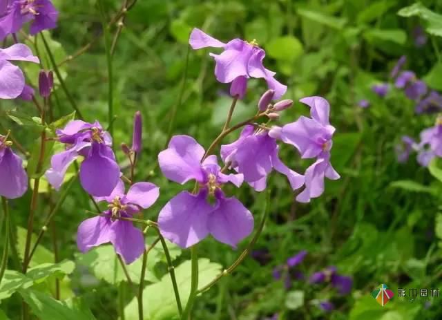 重慶72種常見(jiàn)私家花園綠化植物有哪些？