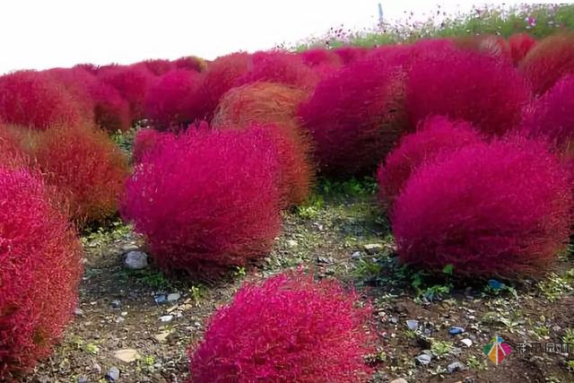 庭院花境園藝設計和植物搭配需要哪些要求？