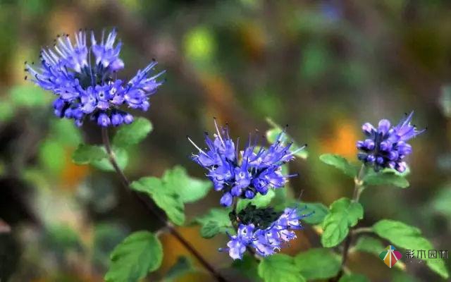 庭院花境園藝設計和植物搭配需要哪些要求？