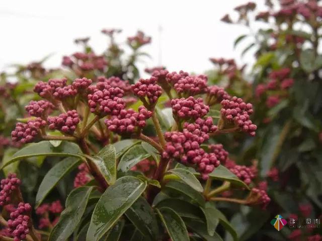 庭院花境園藝設計和植物搭配需要哪些要求？