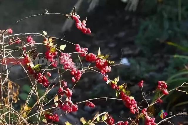 庭院花境園藝設計和植物搭配需要哪些要求？