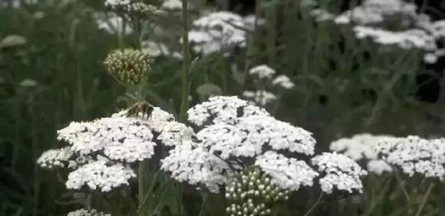 庭院花境園藝設計和植物搭配需要哪些要求？