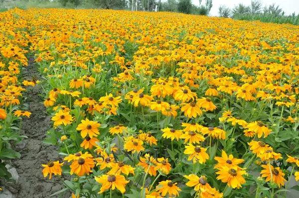 庭院花境園藝設計和植物搭配需要哪些要求？