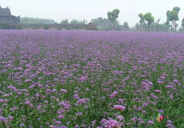 庭院花境園藝設計和植物搭配需要哪些要求？