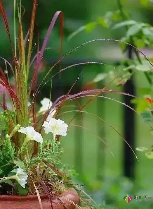 百搭的私家花園設計風格總結經驗營造您的小花園