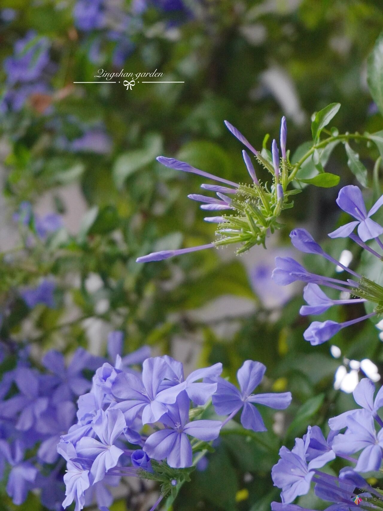 4㎡陽臺花園改造，輕松打造背景花墻，享受種花樂趣。