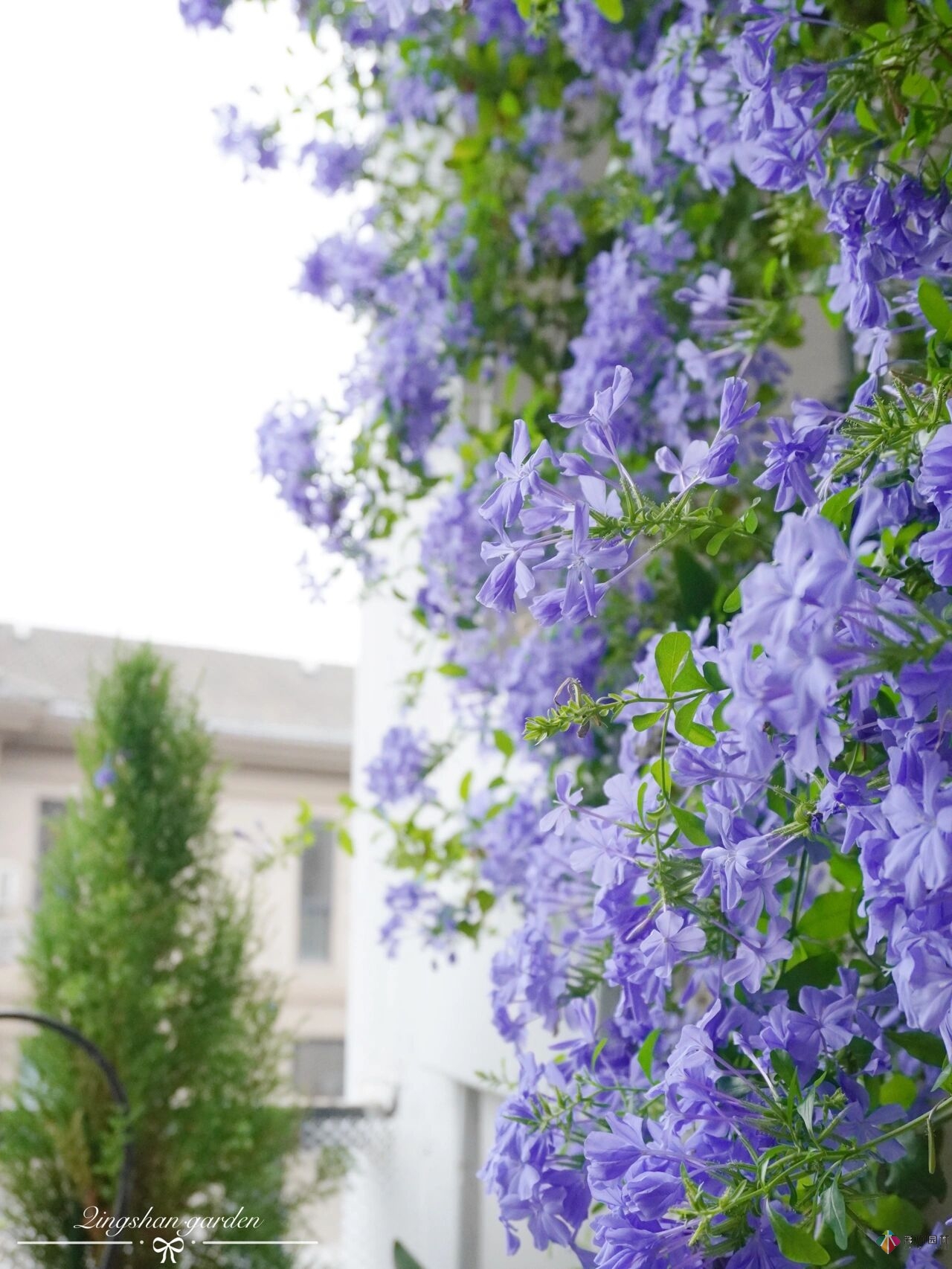 4㎡陽臺花園改造，輕松打造背景花墻，享受種花樂趣。