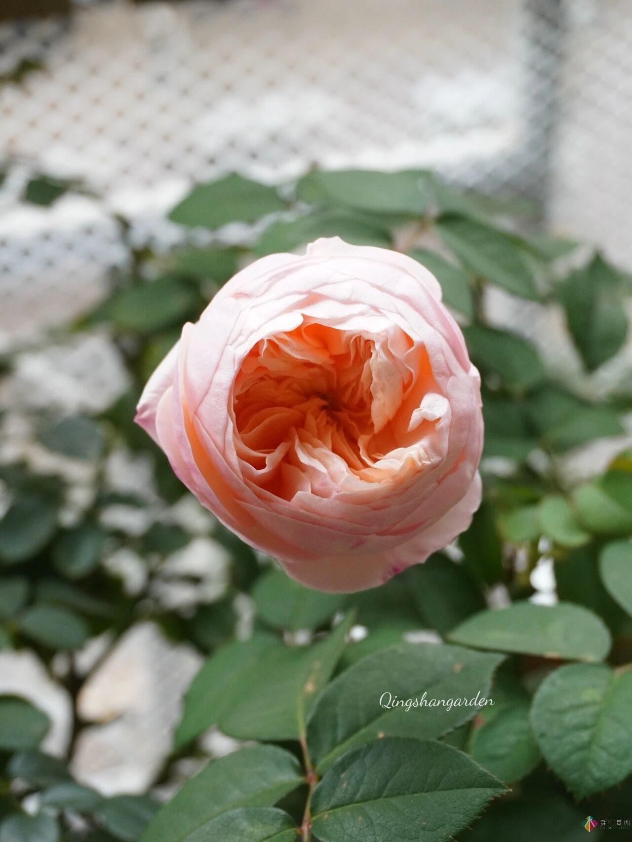 4㎡陽臺花園改造，輕松打造背景花墻，享受種花樂趣。