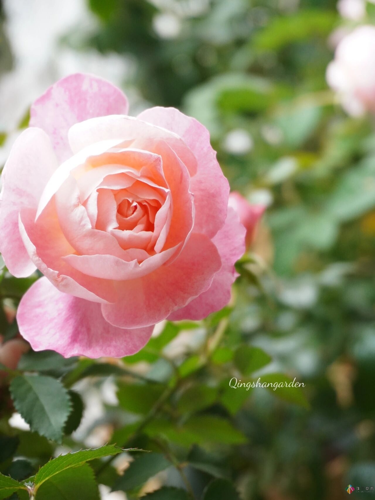 4㎡陽臺花園改造，輕松打造背景花墻，享受種花樂趣。