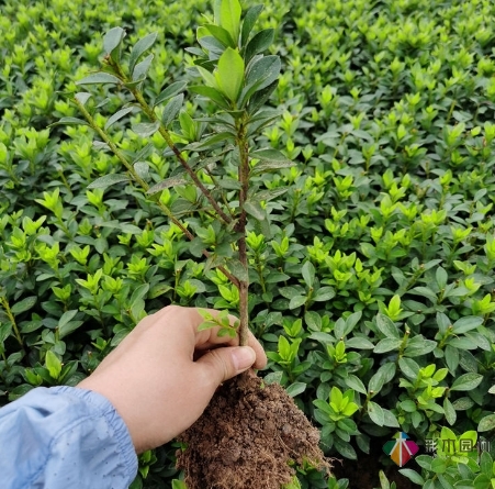 關于花園植物購買的5個小建議